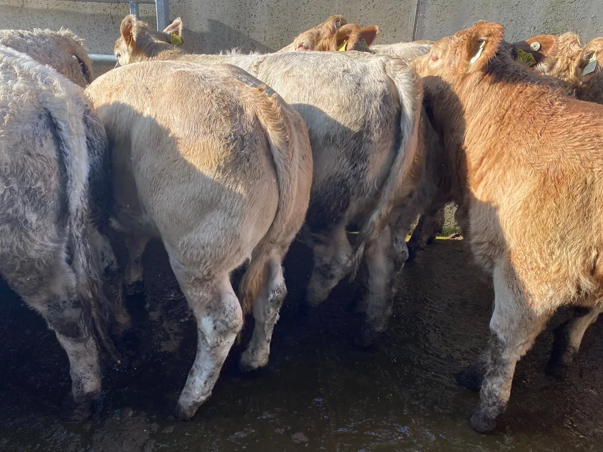 Best Selection • Best Quality • Best Prices - Image 3