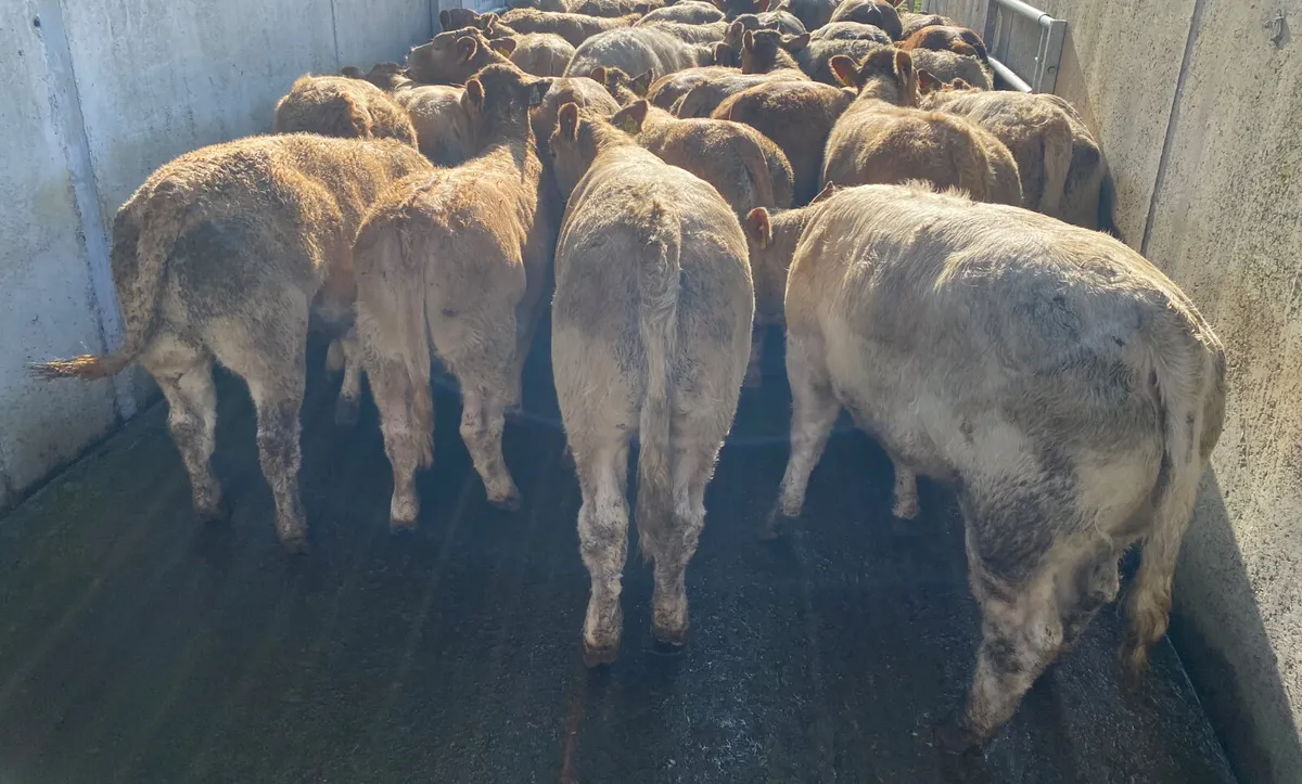 Best Selection • Best Quality • Best Prices - Image 4