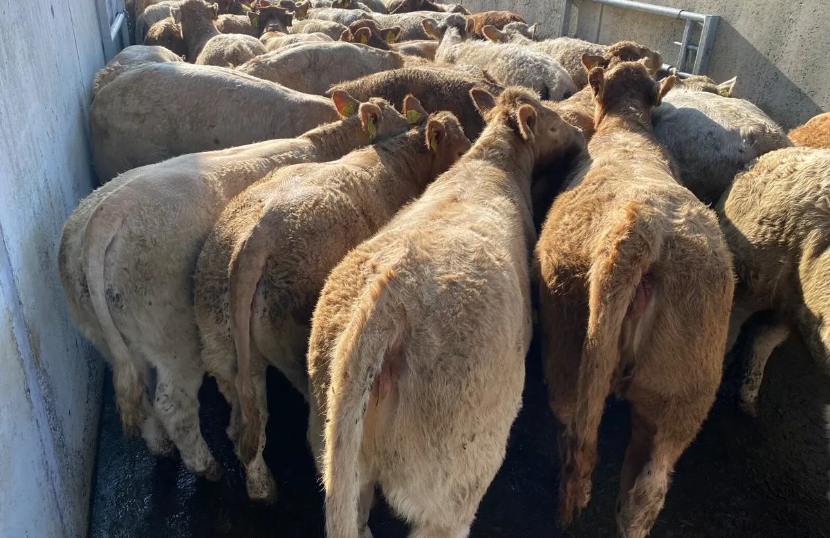 Super Golden Charolais Heifers - Image 1