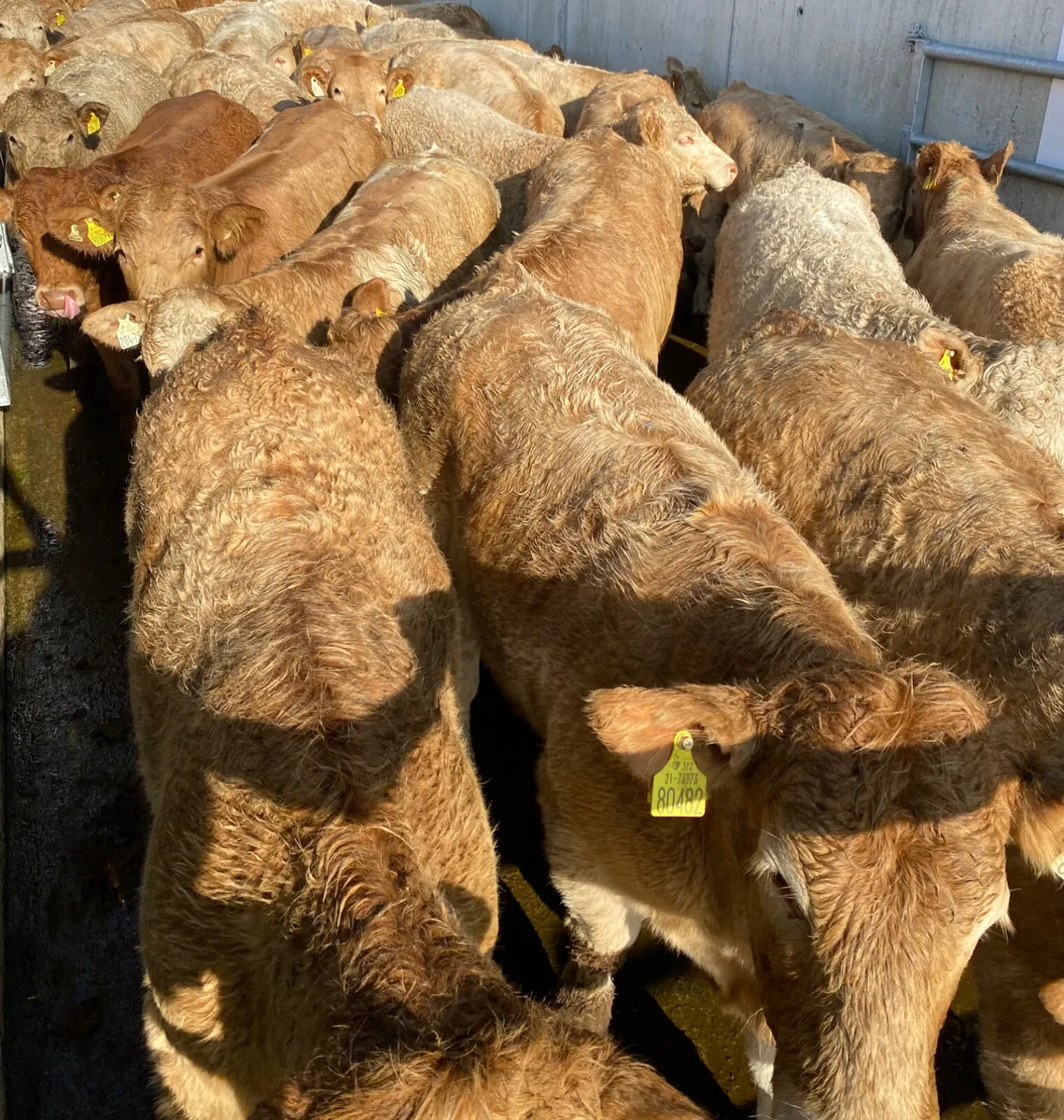 Lovely Golden Charolais Heifers - Image 1