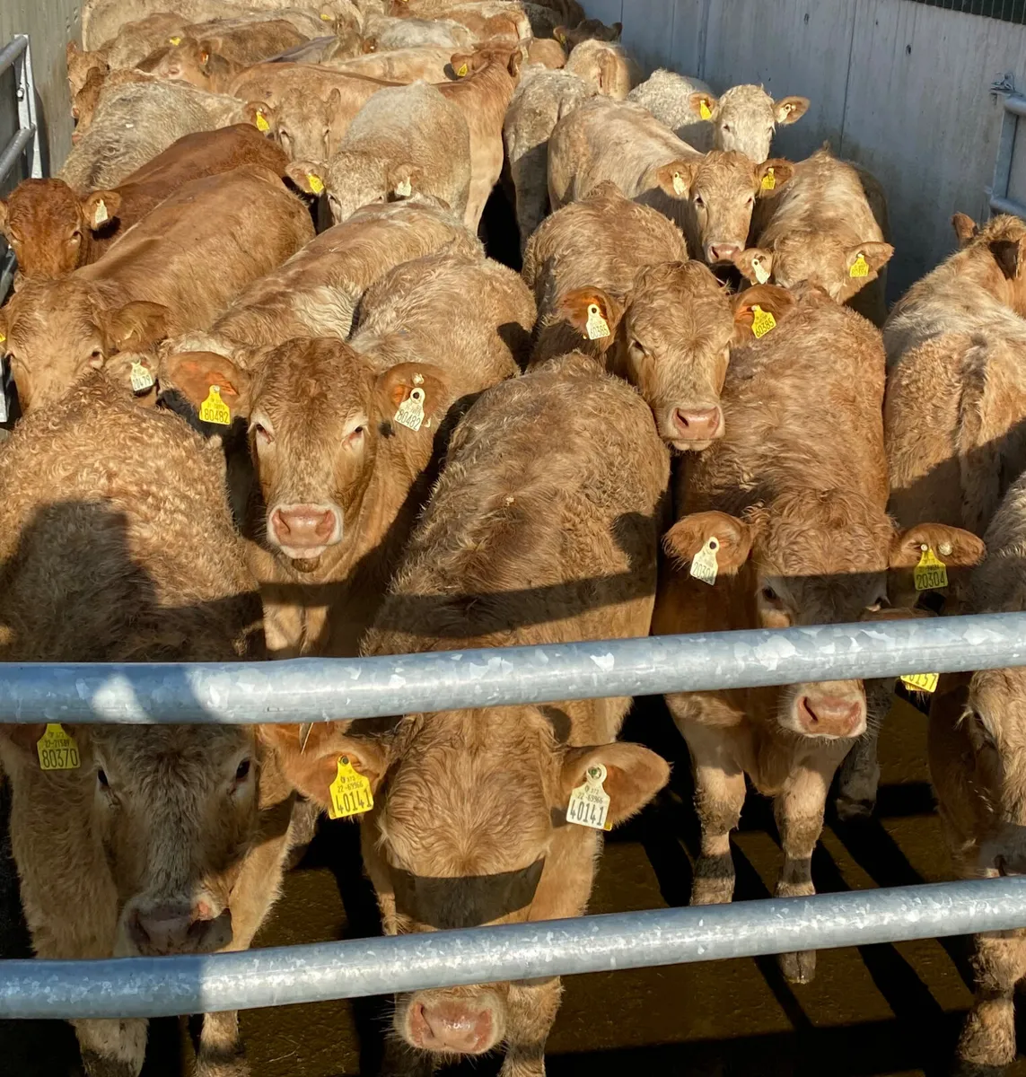 Super Golden Charolais Heifers - Image 2