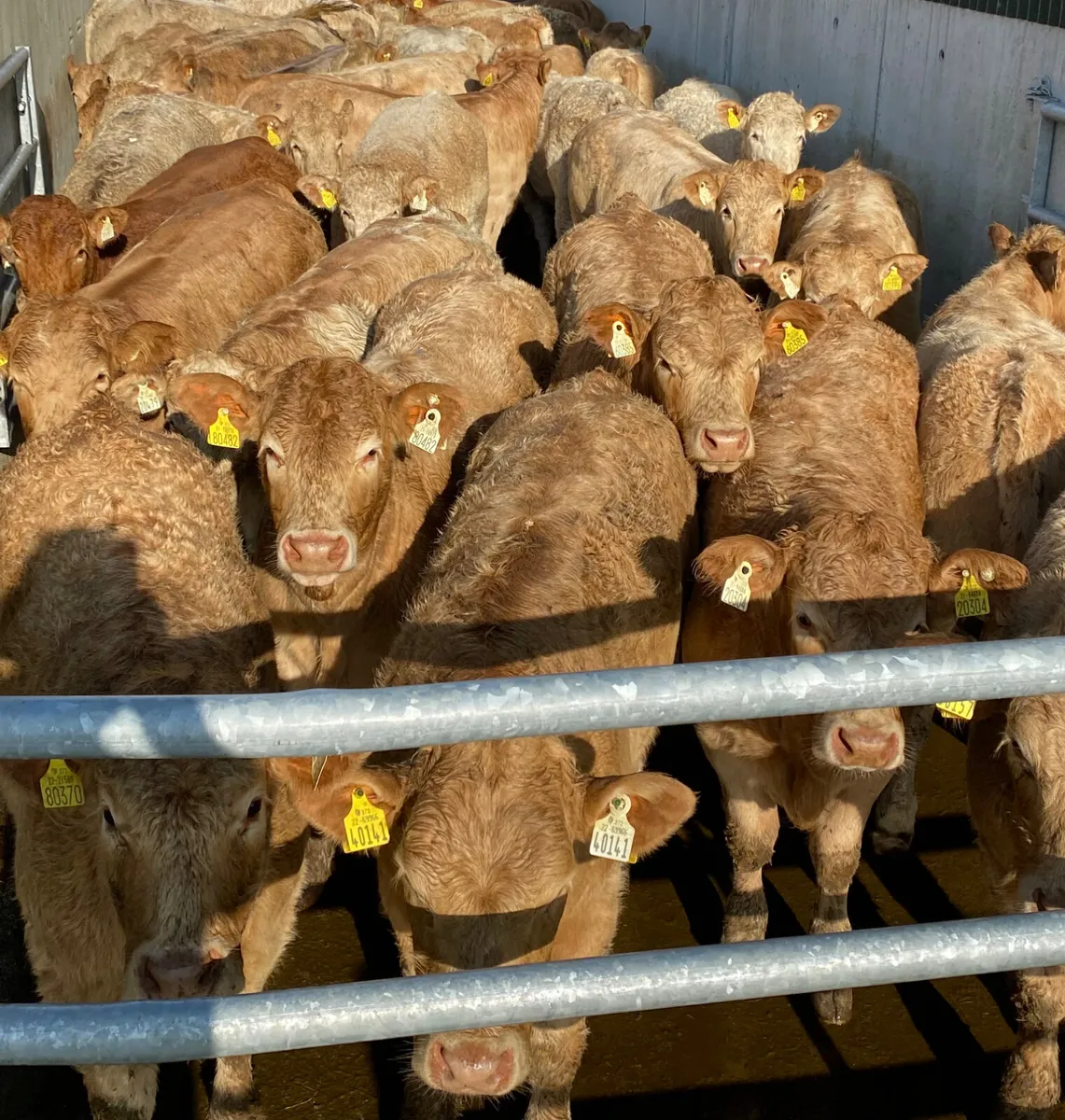 Super Golden Charolais Heifers - Image 3