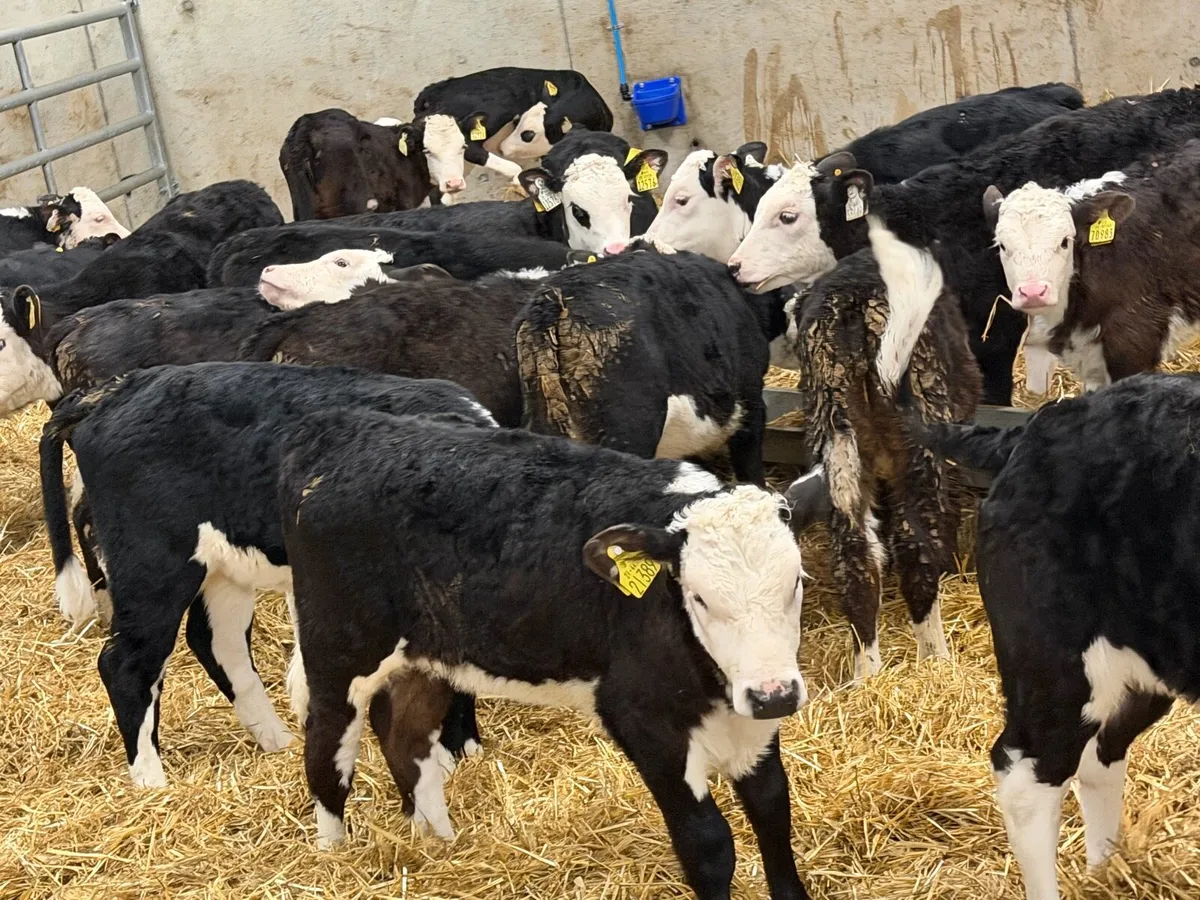Reared Hereford Heifers - Image 1