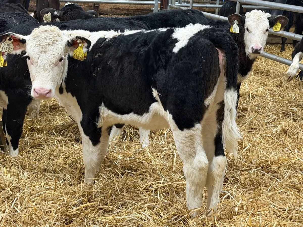 Reared Hereford Heifers - Image 1
