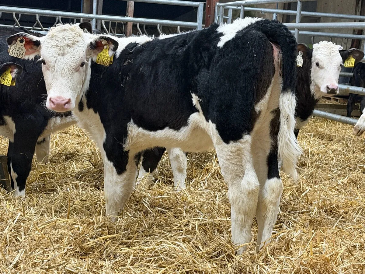Reared Hereford Heifers - Image 3