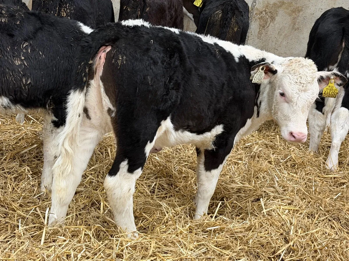 Reared Hereford Heifers - Image 4
