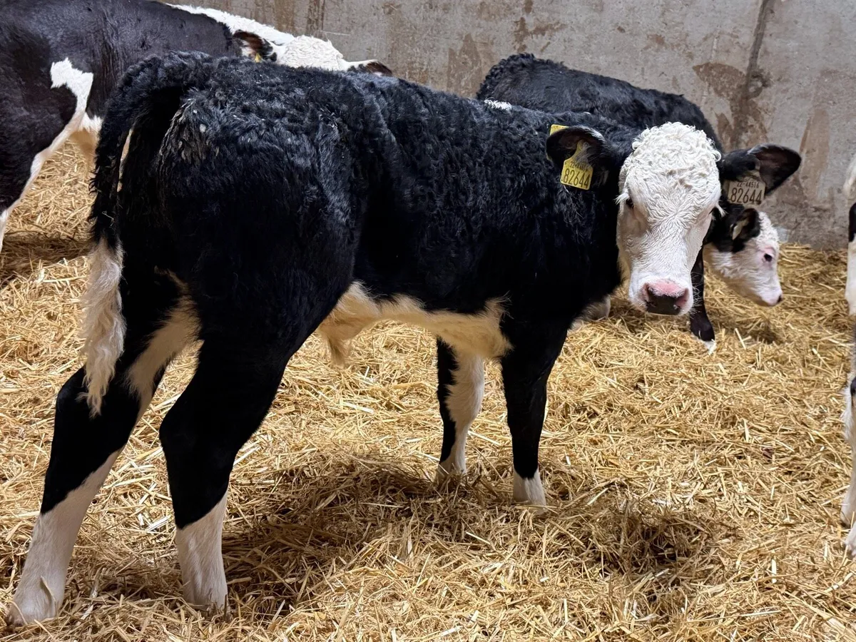 Smashing Hereford Bulls - Image 1