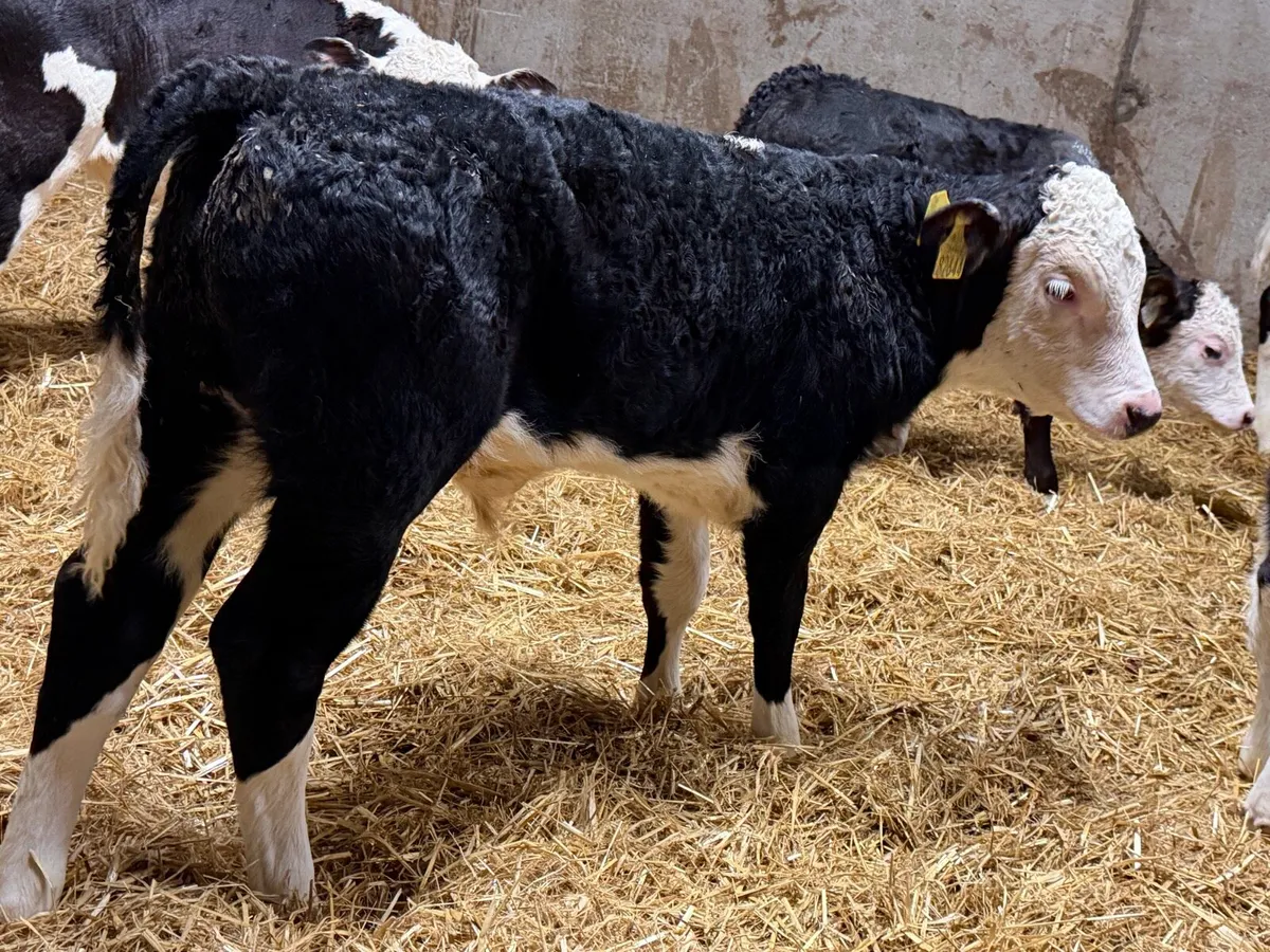 Smashing Hereford Bulls - Image 2