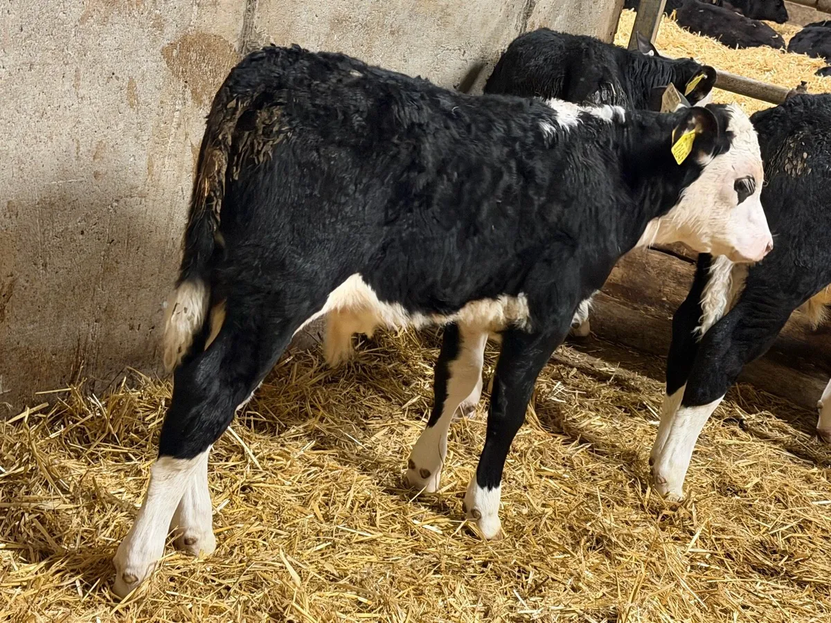 Smashing Hereford Bulls - Image 3