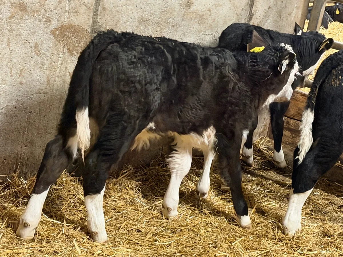 Smashing Hereford Bulls - Image 4