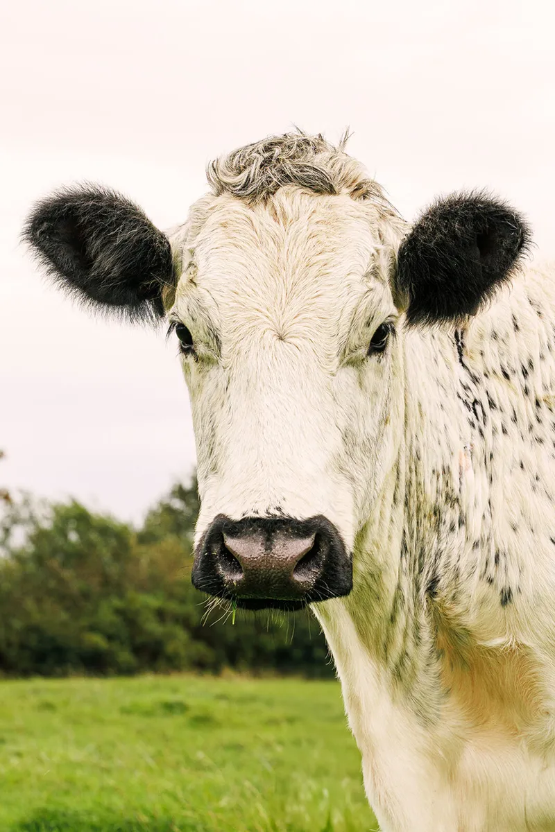 Certified Droimeann beef boxes - Image 2