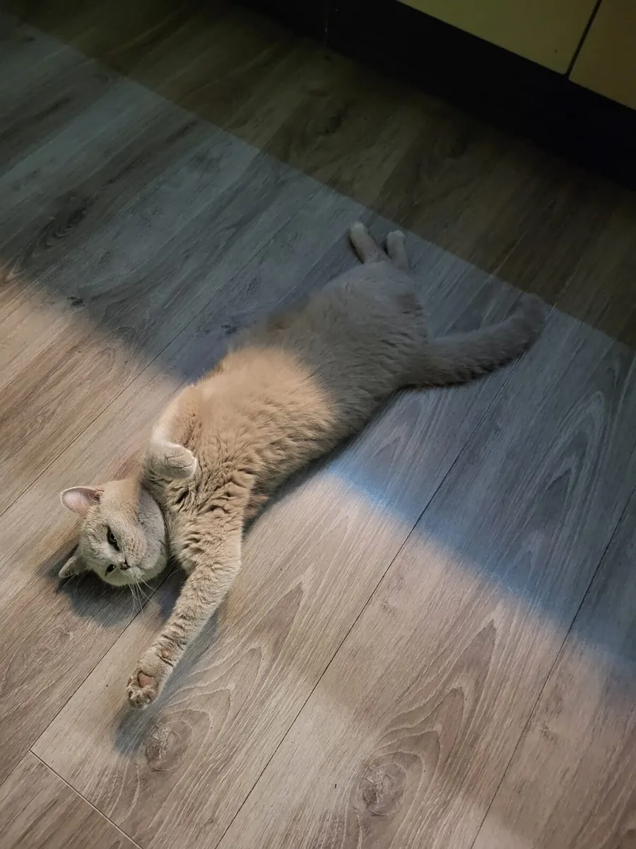 British Shorthair kittens - Image 3