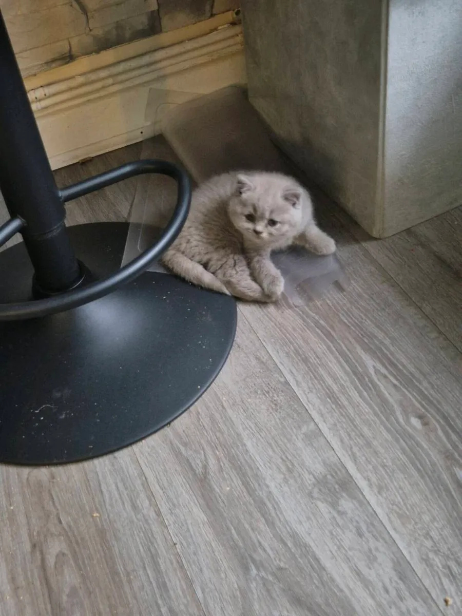 British Shorthair kittens - Image 4