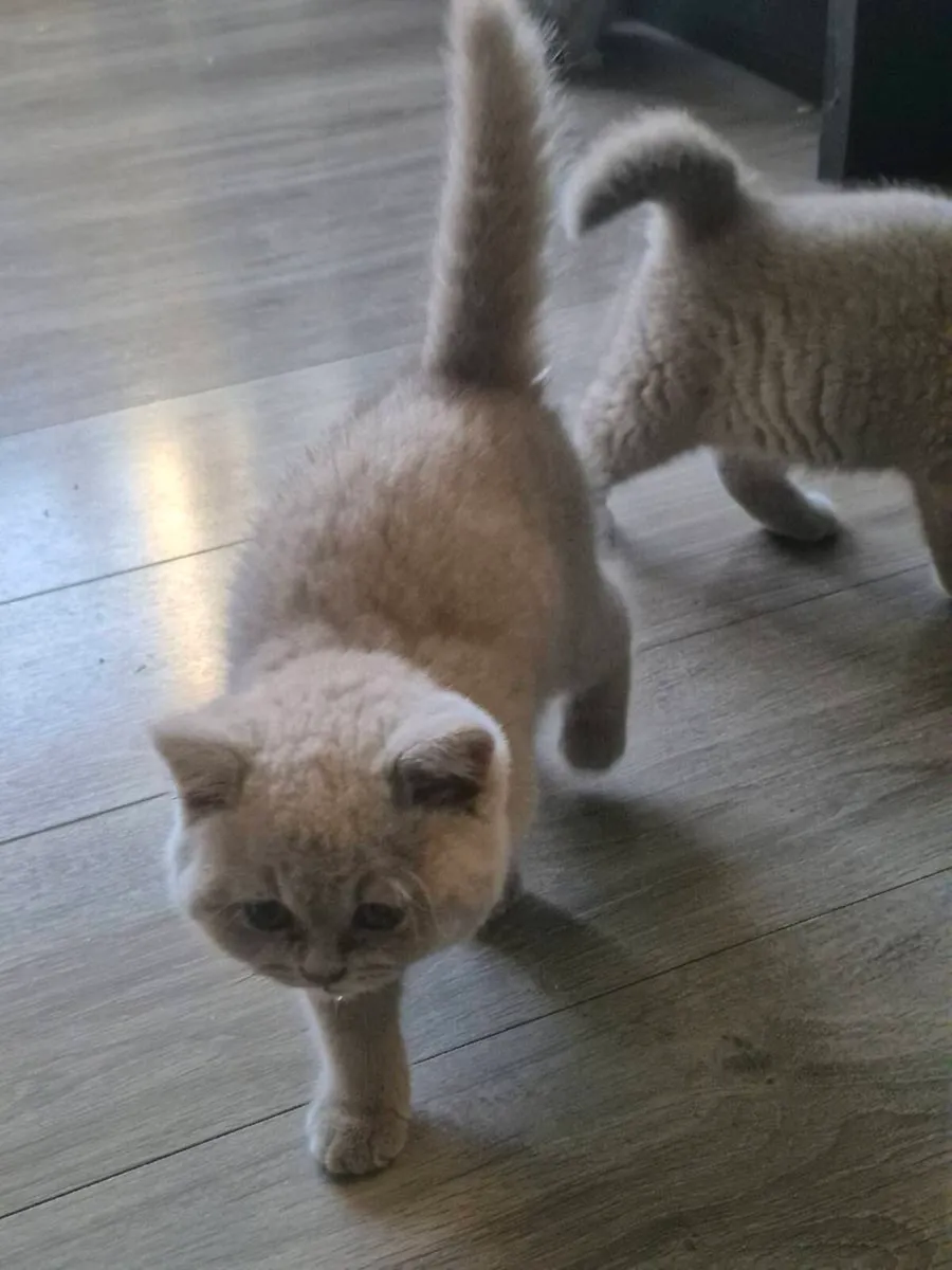 British Shorthair kittens - Image 1