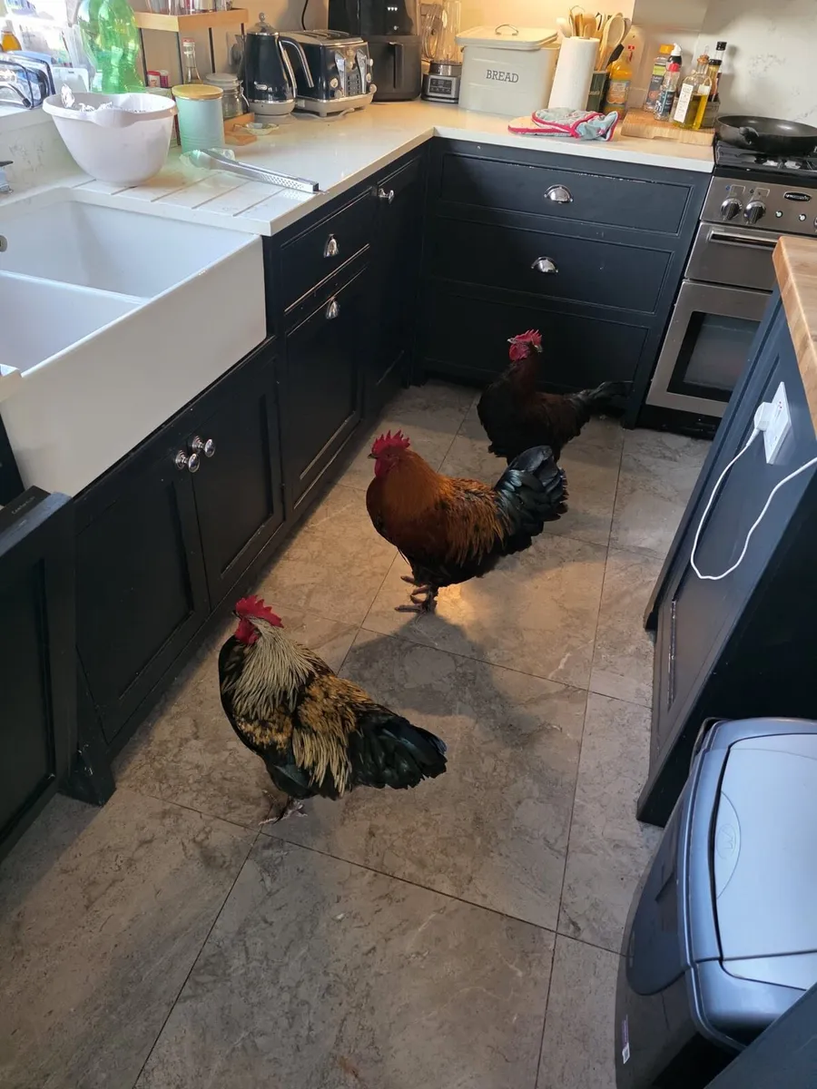4 Cockerel - Image 2