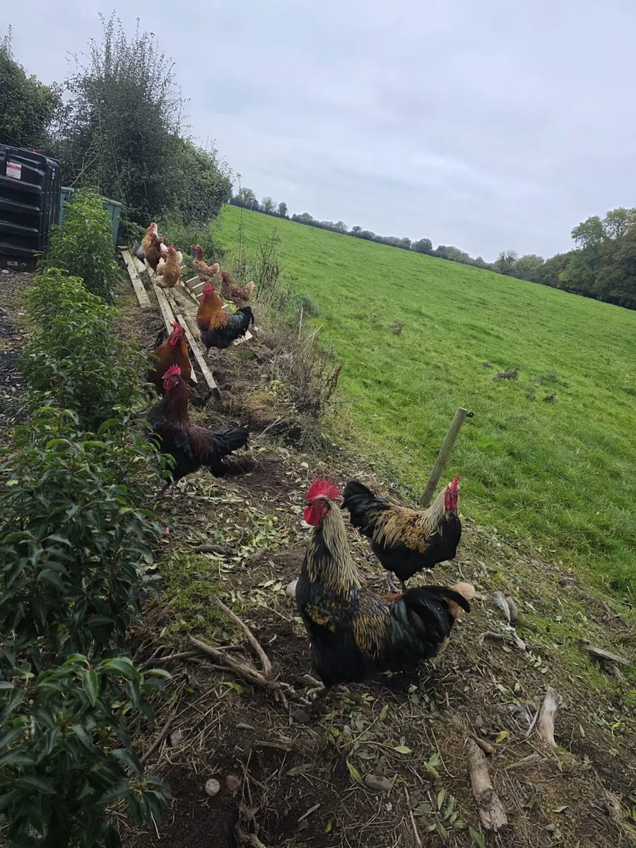 4 Cockerel - Image 3