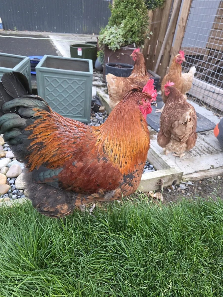 4 Cockerel - Image 1