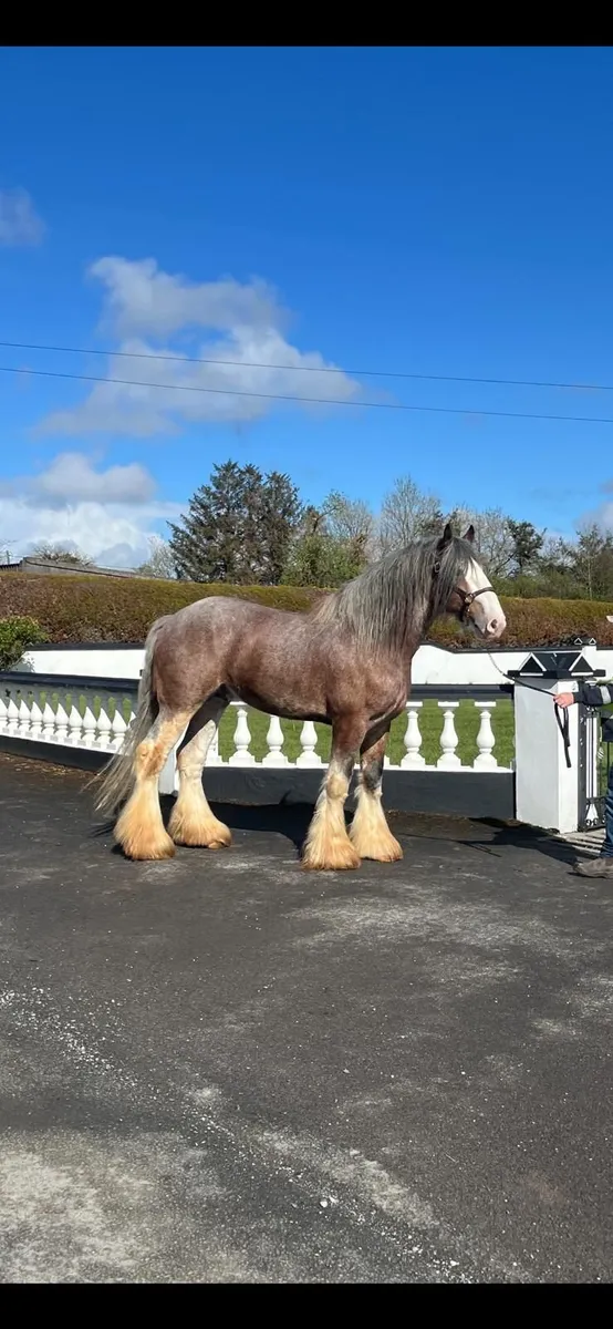 ***Registered clydesdale stallion *** - Image 3