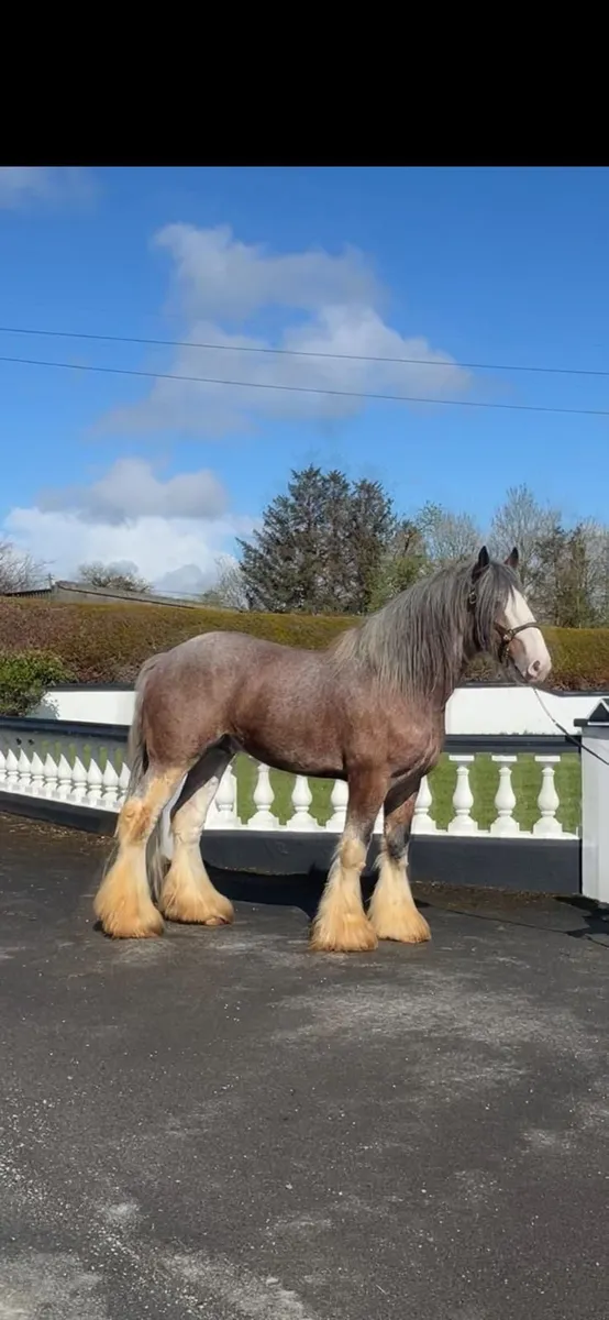 ***Registered clydesdale stallion *** - Image 1