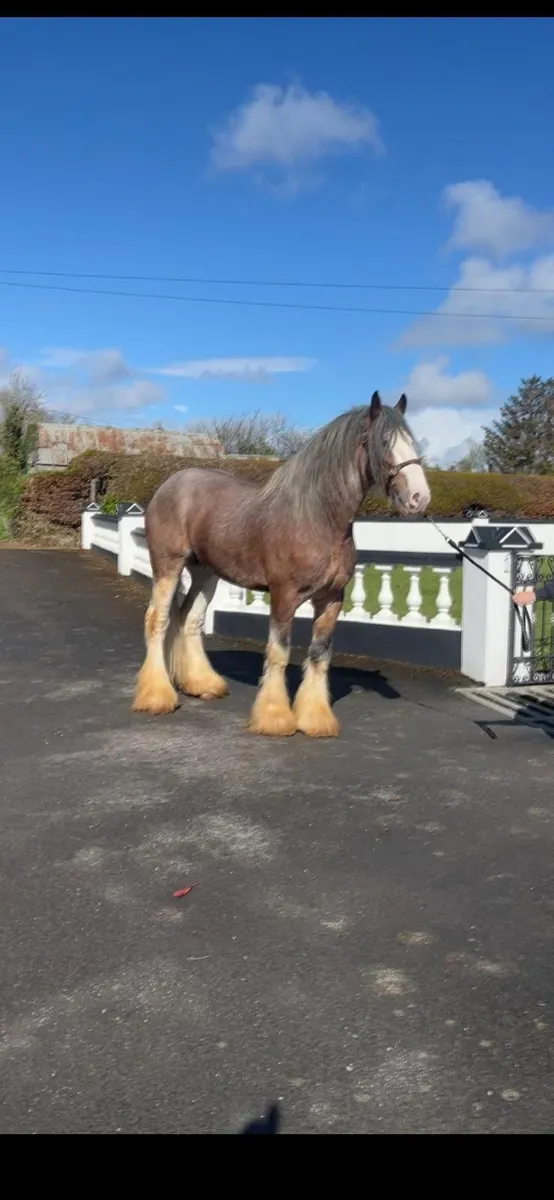 ***Registered clydesdale stallion *** - Image 2