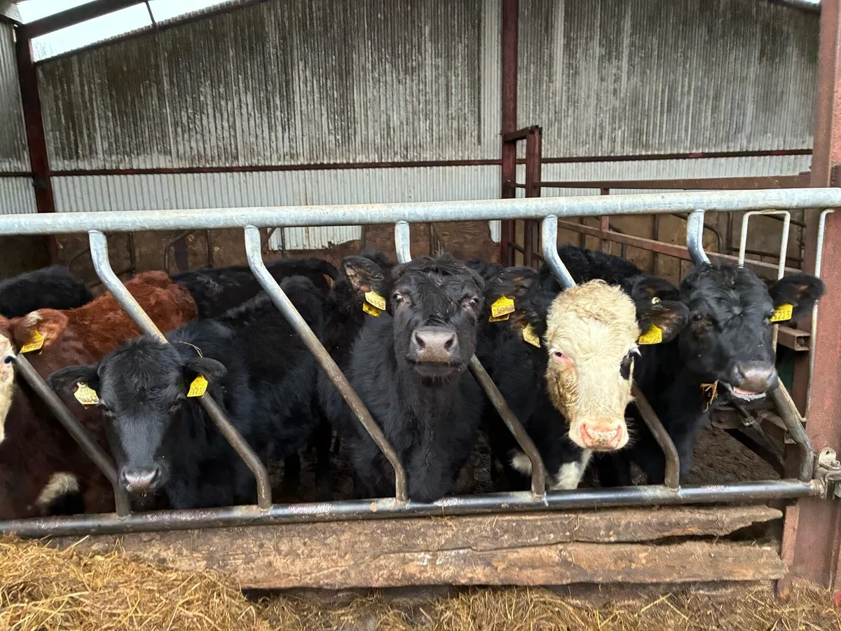 Yearling heifers/ pedigree Limousin incalf cow - Image 2