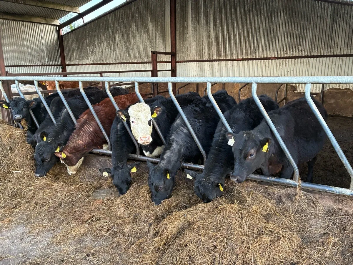 Yearling heifers/ pedigree Limousin incalf cow - Image 1