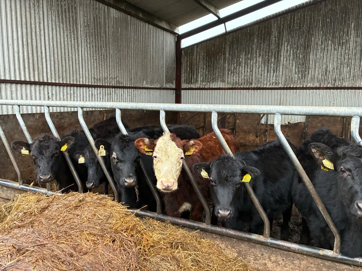 Yearling heifers/ pedigree Limousin incalf cow - Image 3