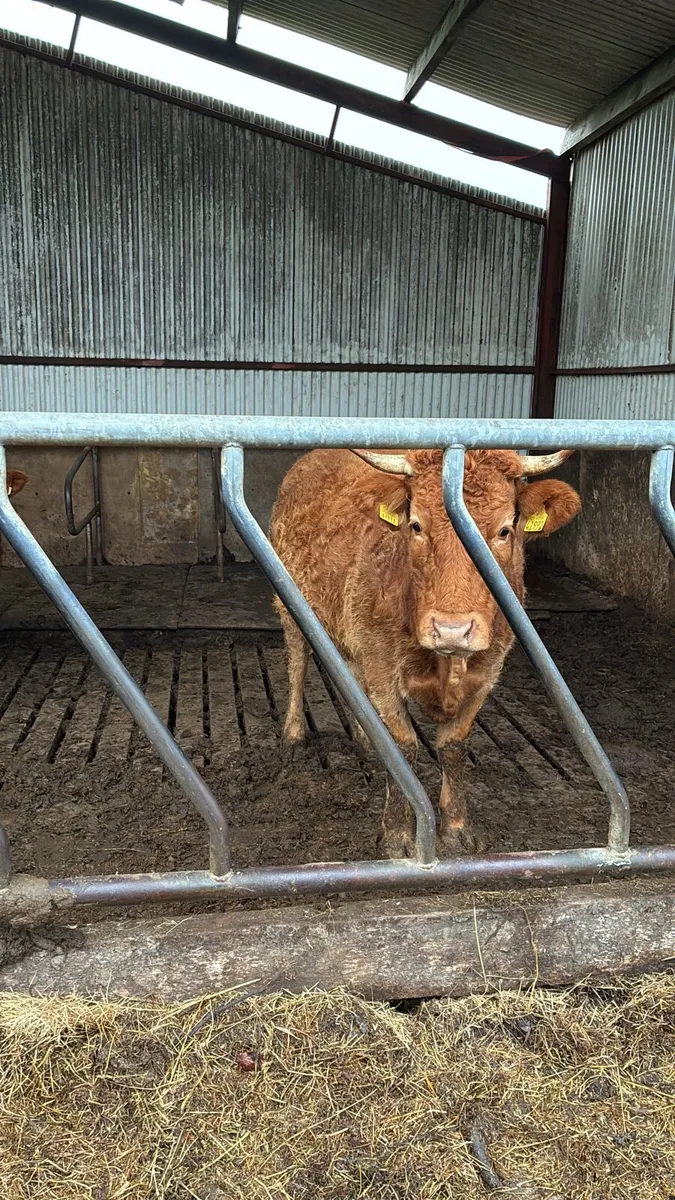 Yearling heifers/ pedigree Limousin incalf cow - Image 4