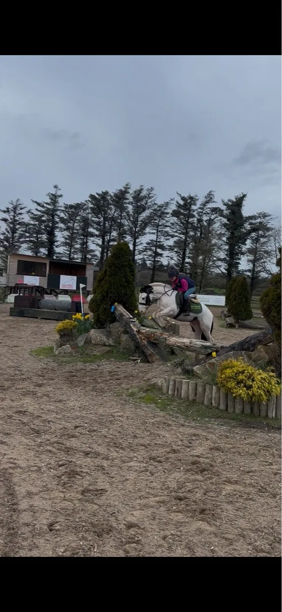 4 yr old 12.2 bombproof pony - Image 2