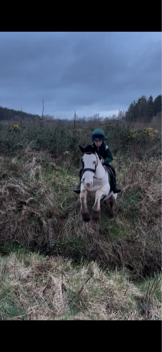 4 yr old 12.2 bombproof pony - Image 3