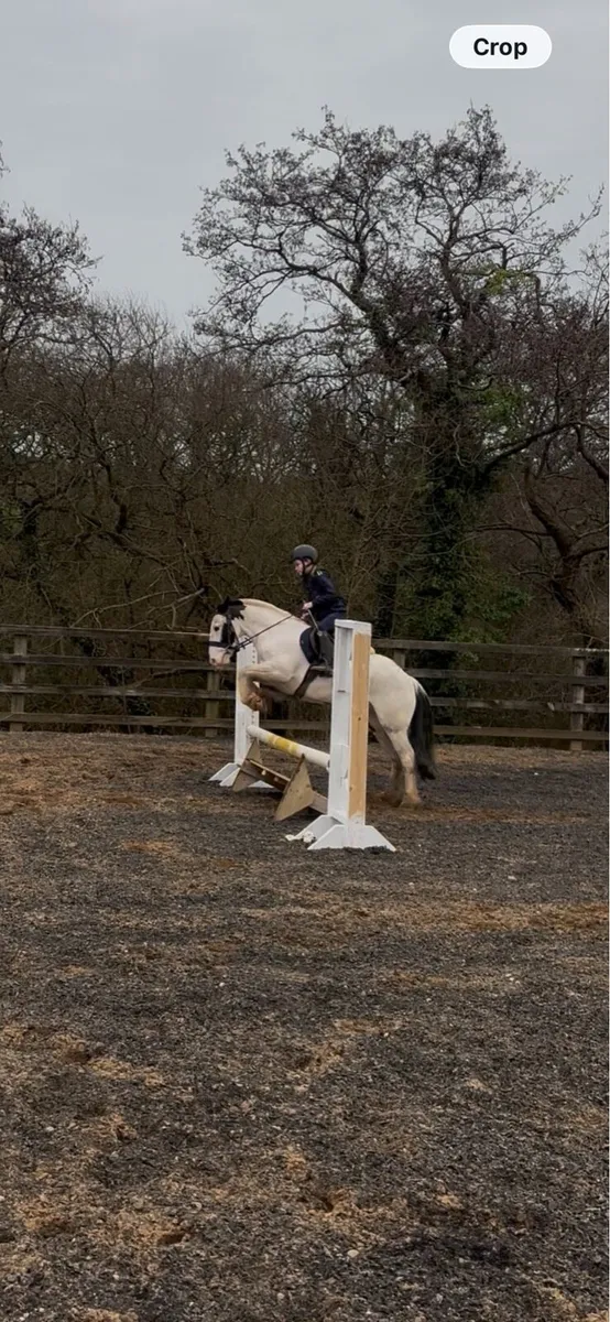 4 yr old 12.2 bombproof pony - Image 4