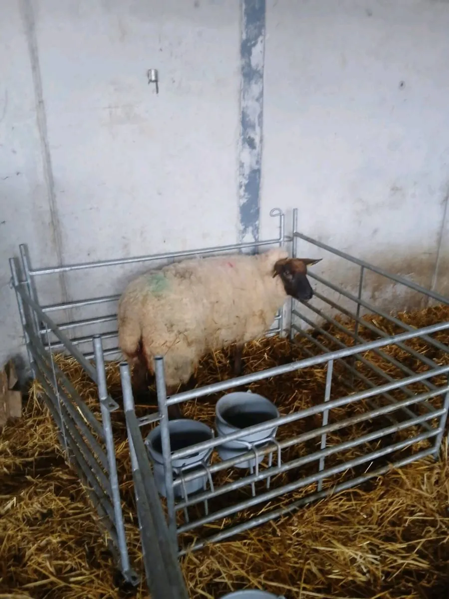 Ewe - Image 1