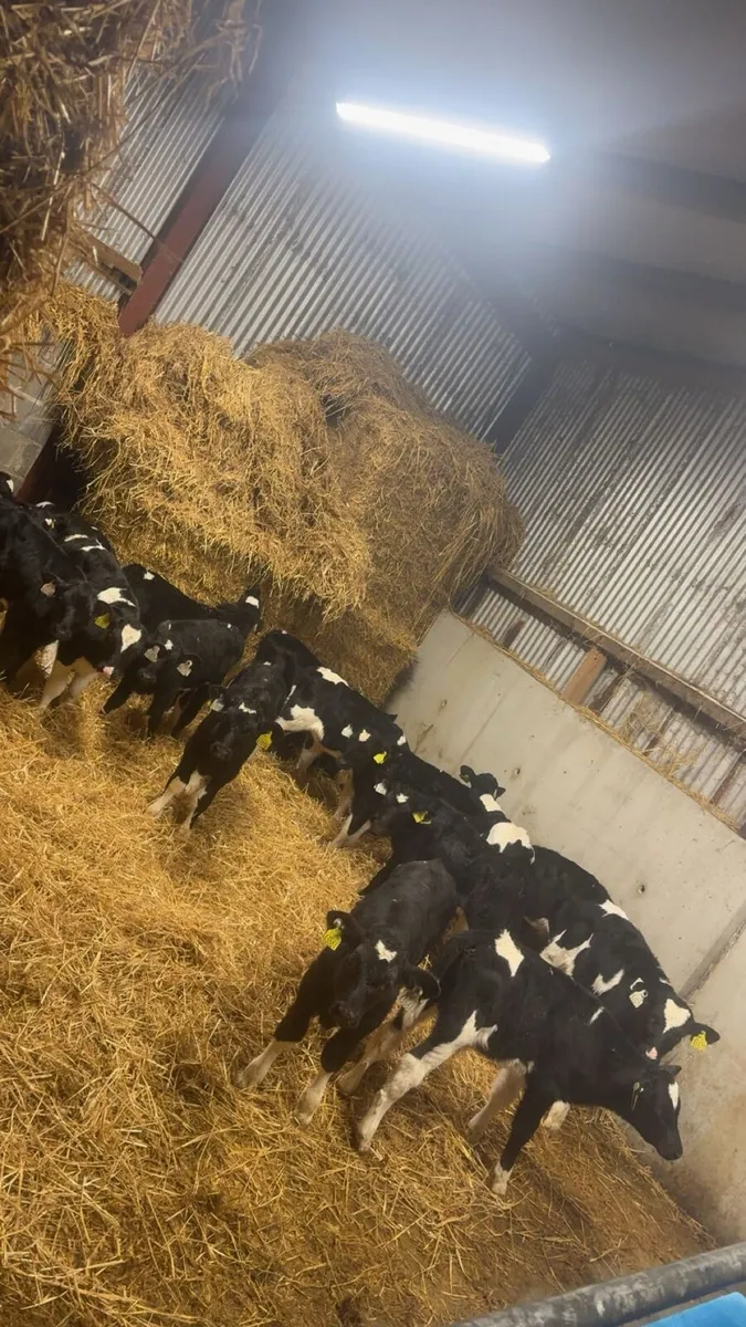 20 Strong Bull Calves - Image 1