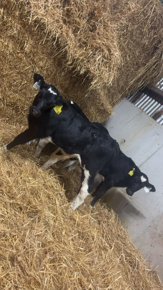 20 Strong Bull Calves - Image 2