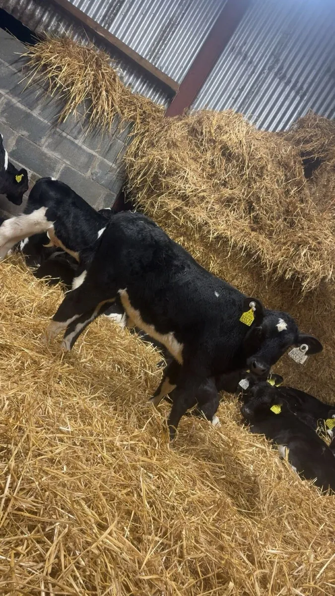 20 Strong Bull Calves - Image 3