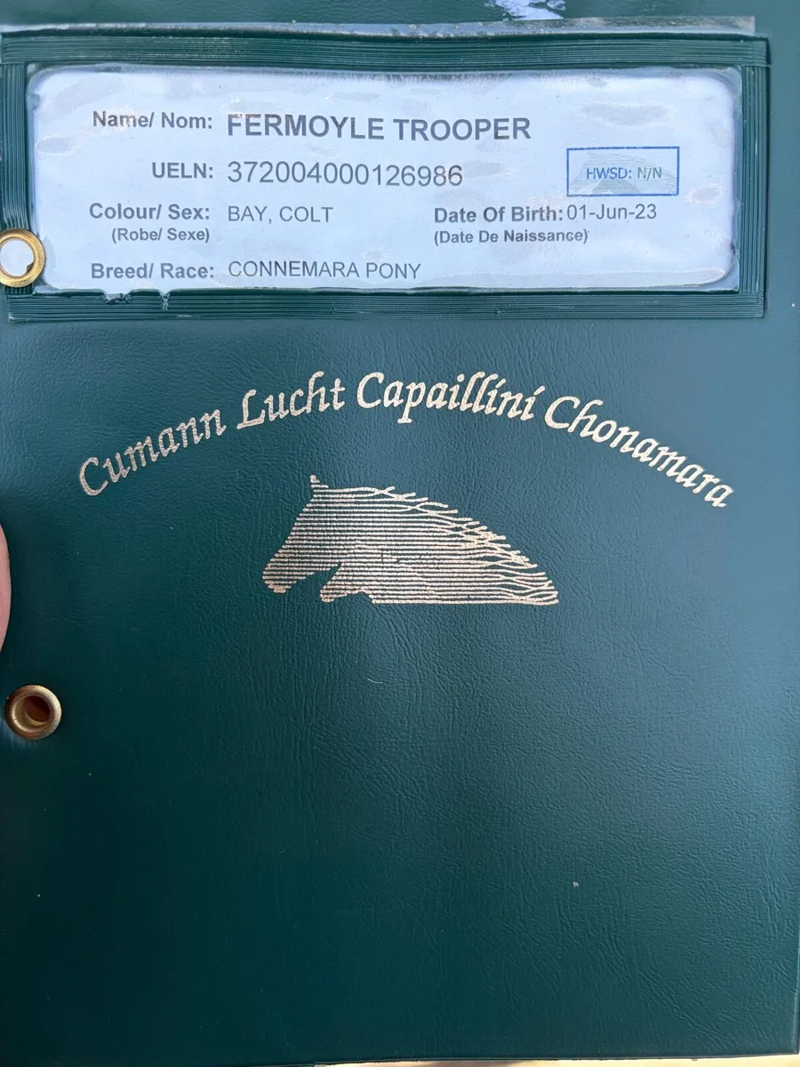 Bay Connemara Colt - Image 3