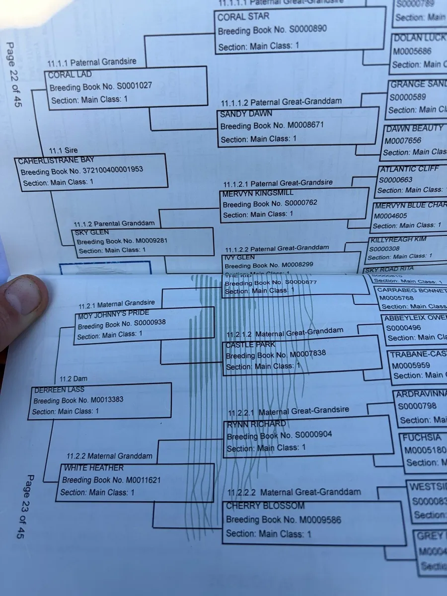 Bay Connemara Colt - Image 4