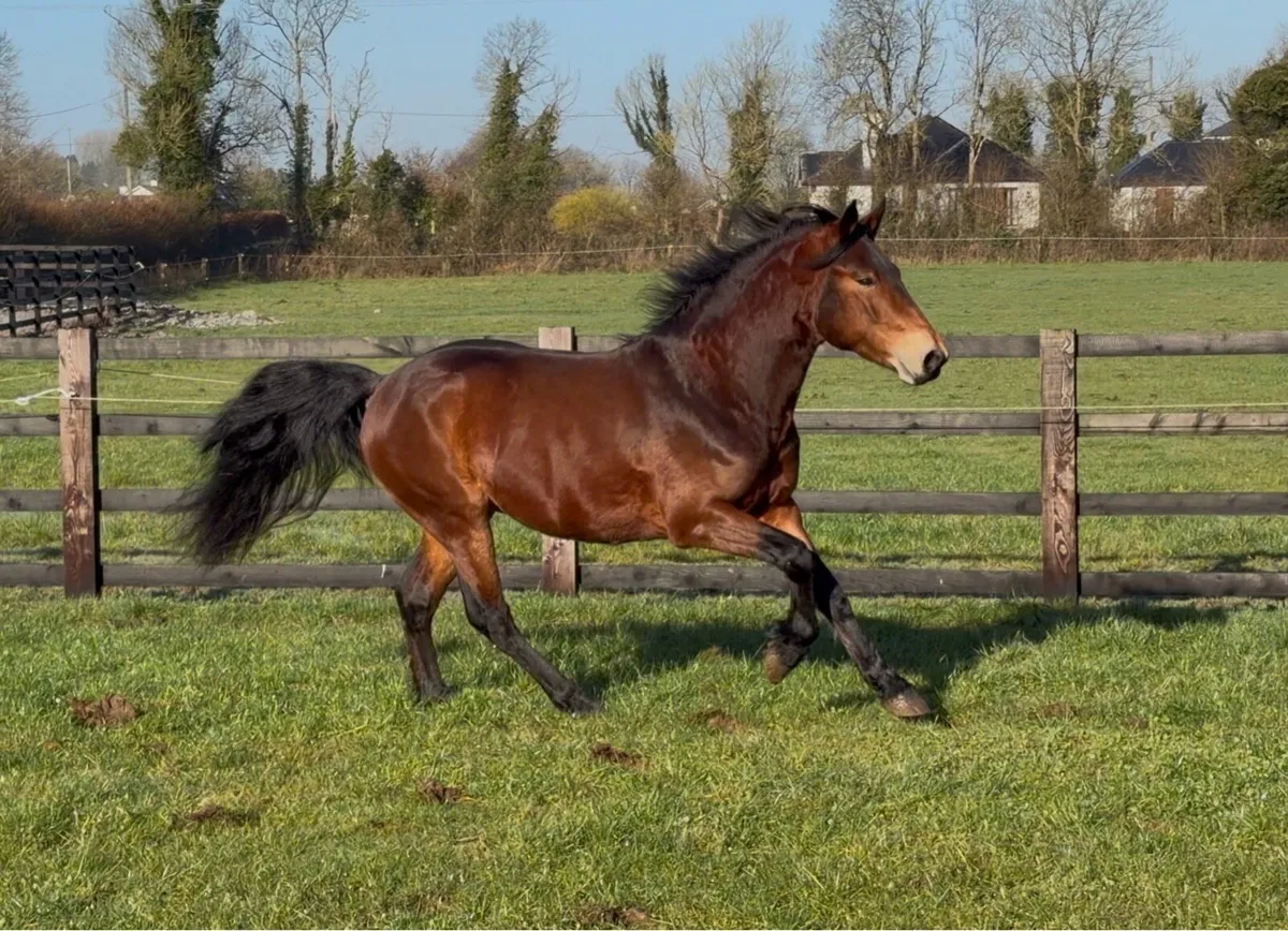 Bay Connemara Colt - Image 1
