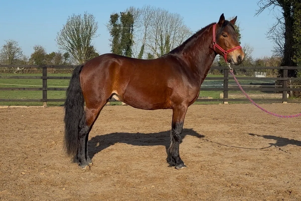 Bay Connemara Colt - Image 2