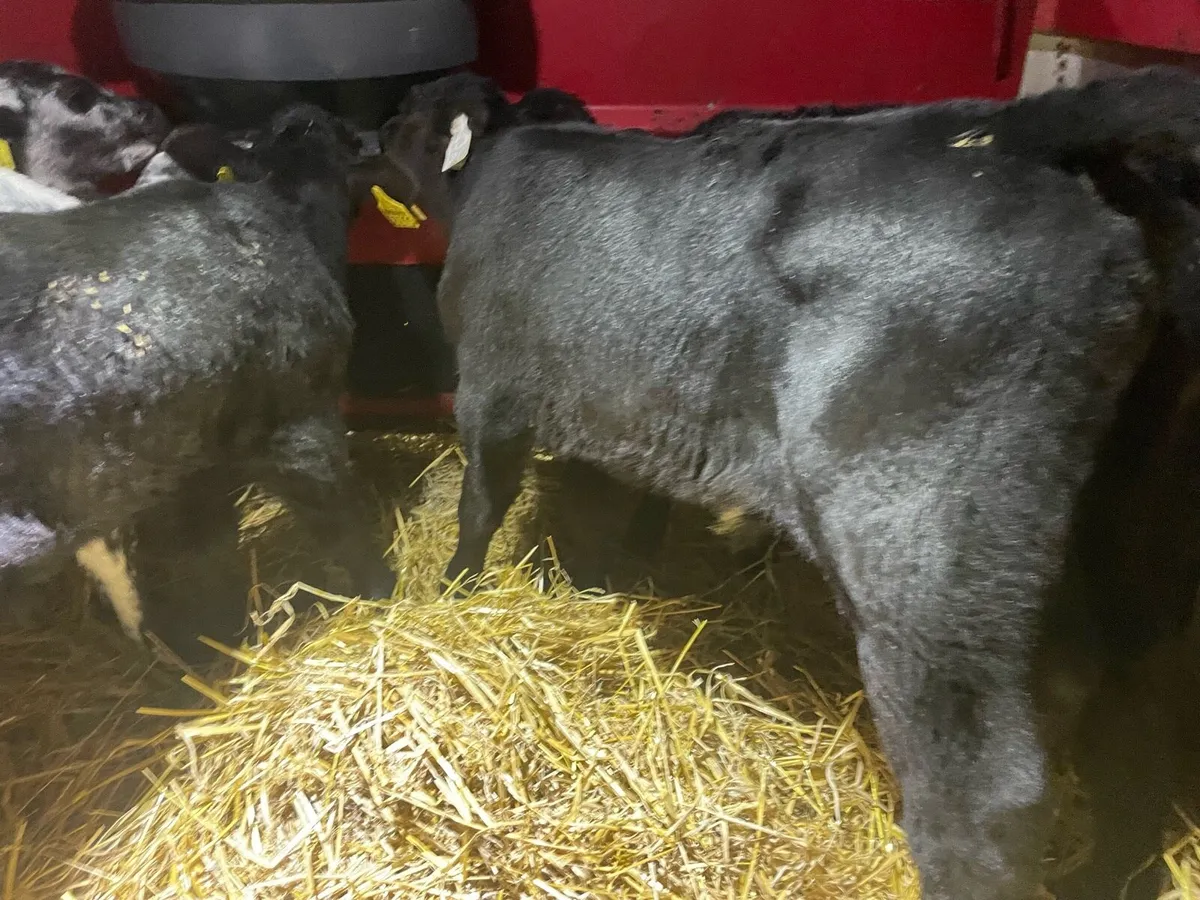 Six Angus Bull Calf’s - Image 2