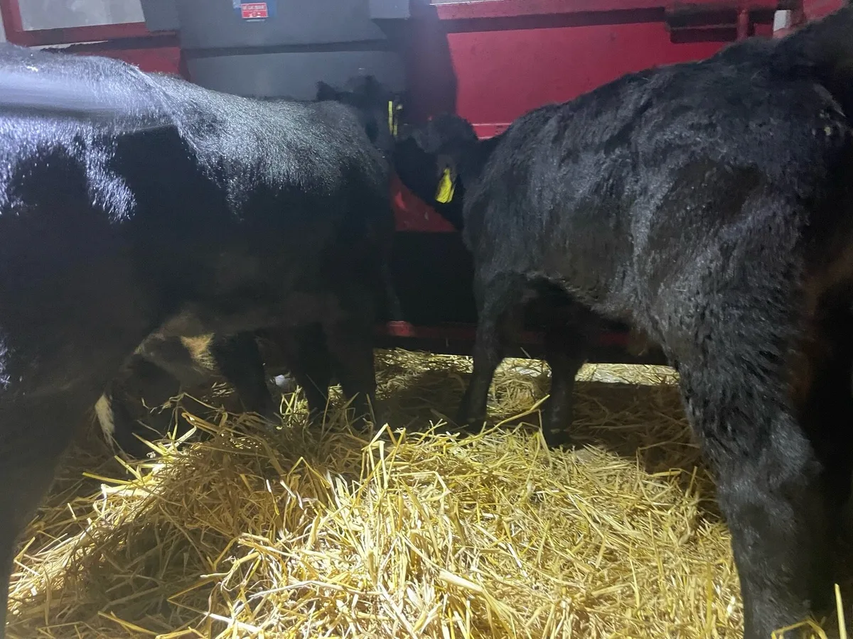 Six Angus Bull Calf’s - Image 1