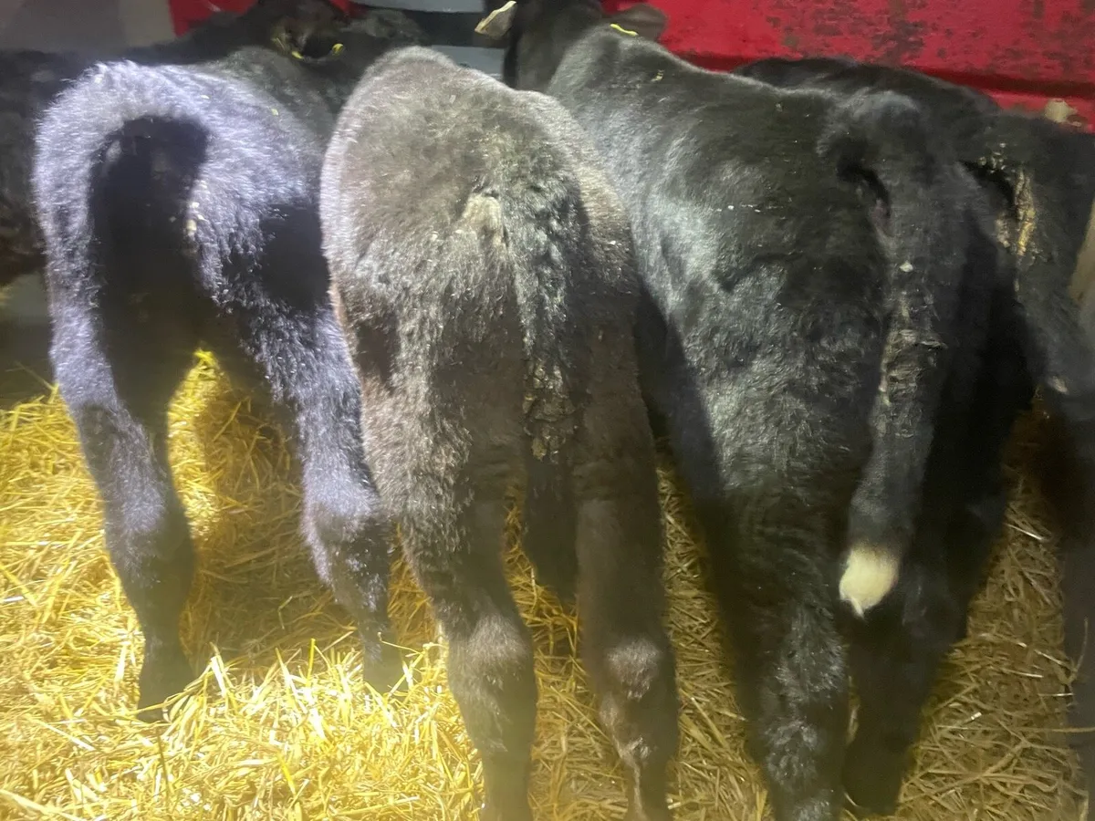 Six Angus Bull Calf’s - Image 3