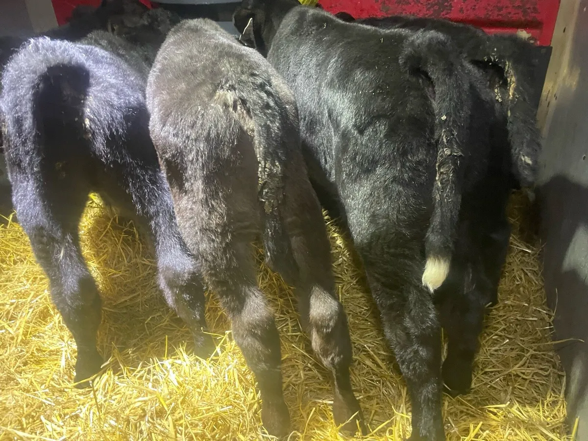 Six Angus Bull Calf’s - Image 4