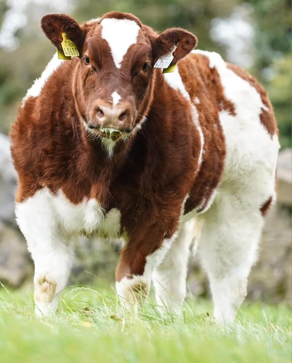 Ai semen straws - Image 2