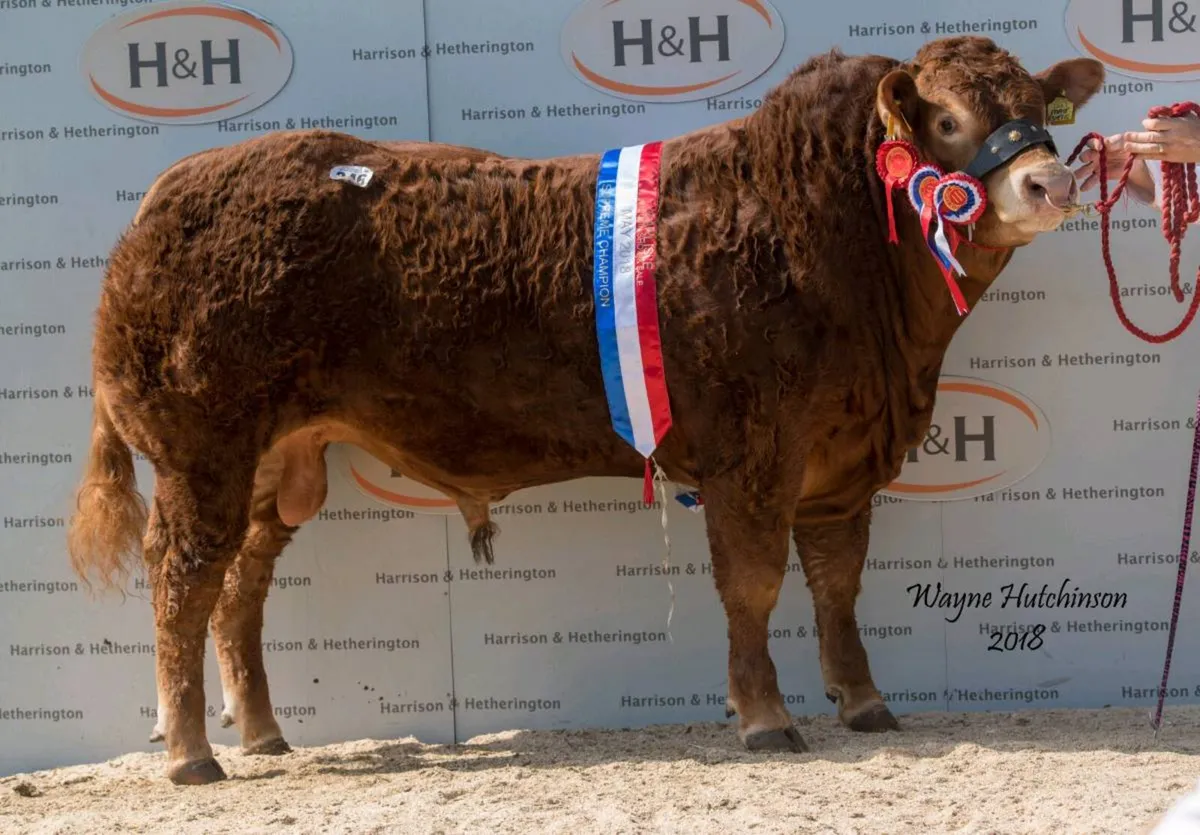 Ai semen straws - Image 4