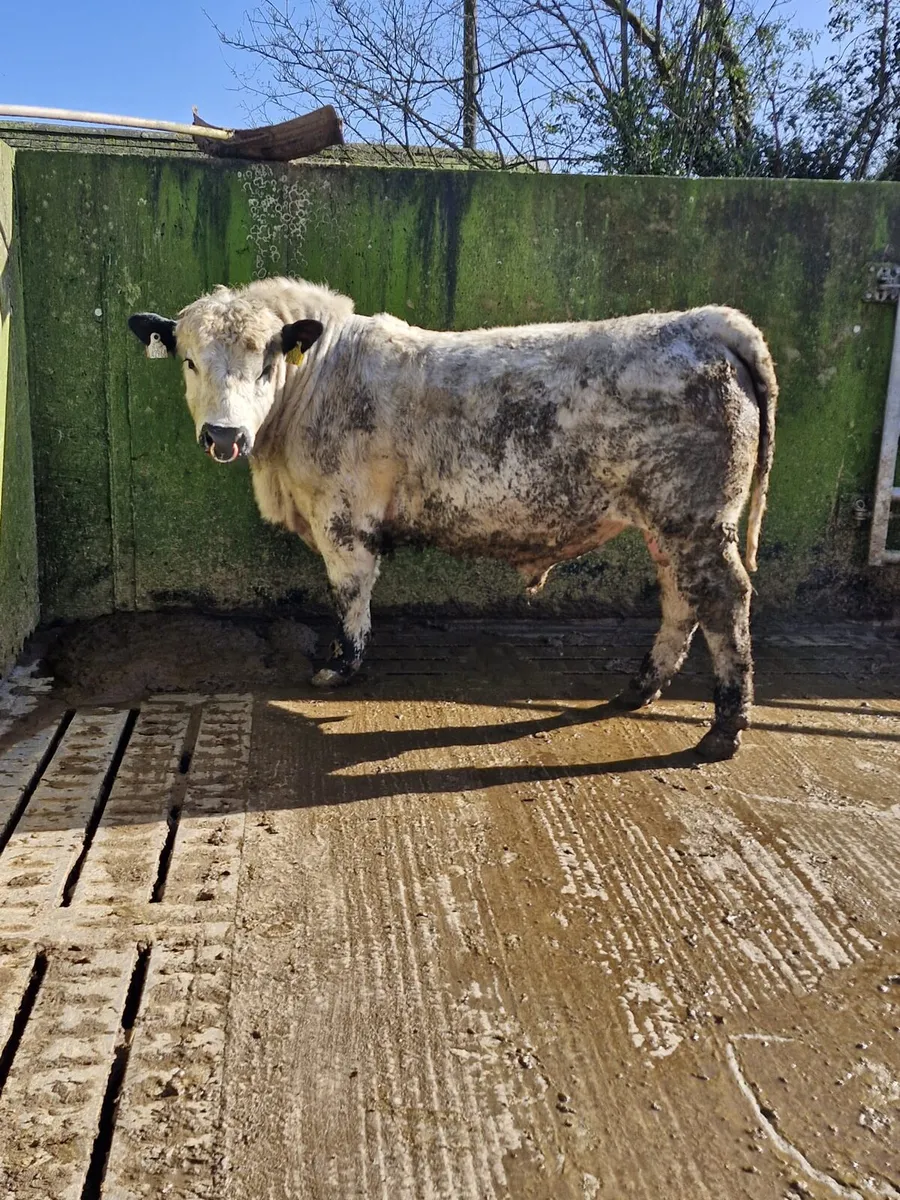 Easy Calving Specklepark Bull - Image 1