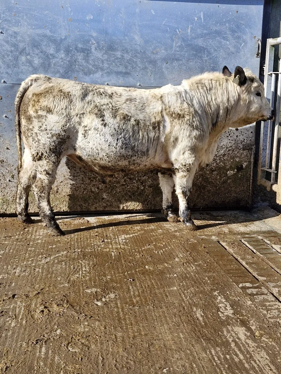 Easy Calving Specklepark Bull - Image 2