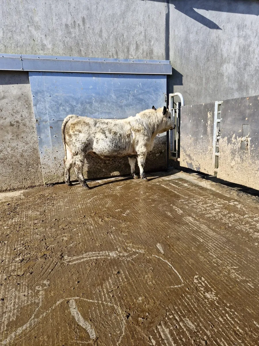 Easy Calving Specklepark Bull - Image 3