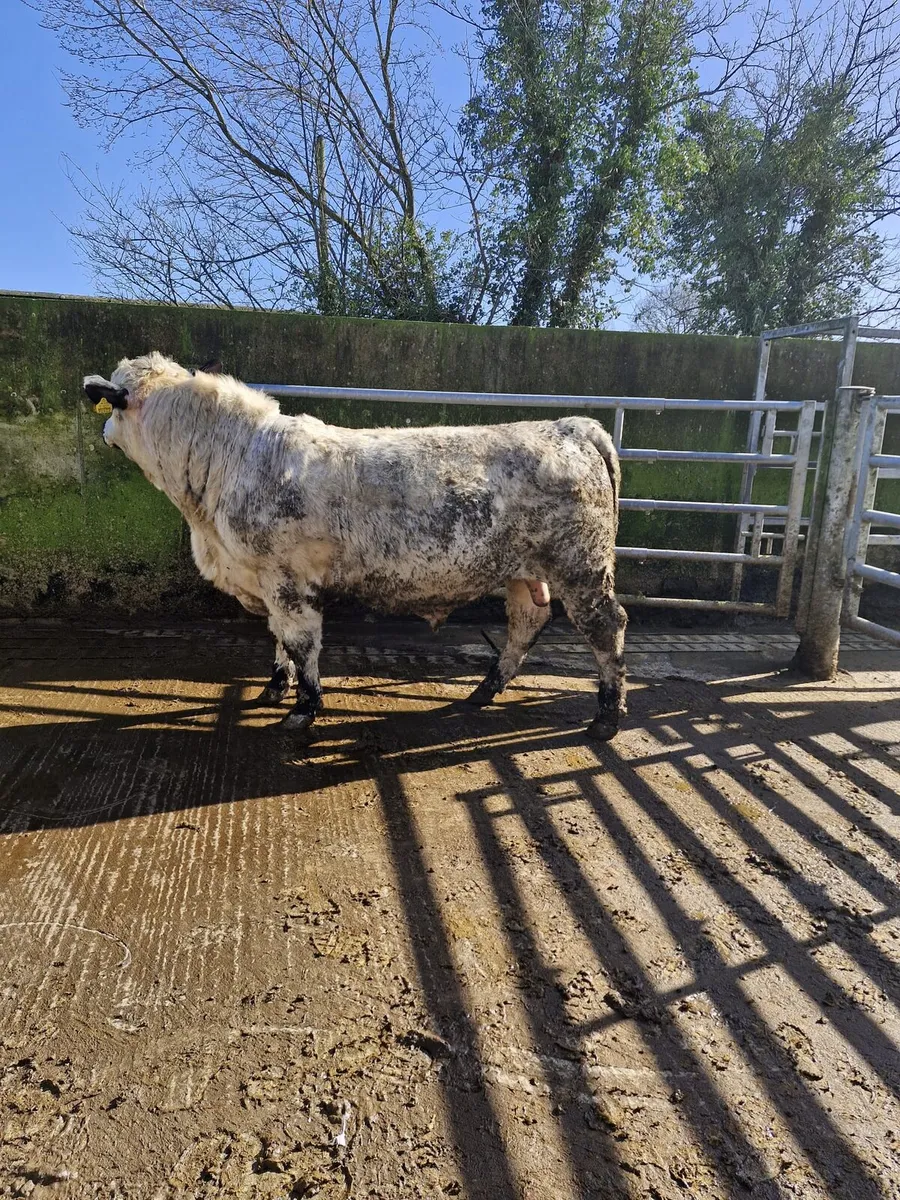 Easy Calving Specklepark Bull - Image 4