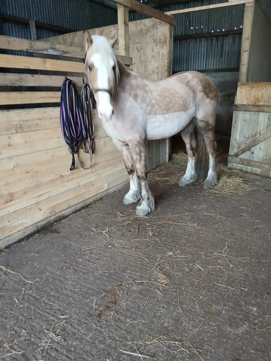 Traditional Irish Cobs. - Image 1